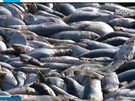  Cá chết phủ trắng mặt sông ở Chile